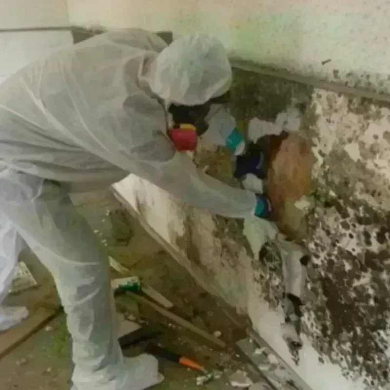 Mold Remediation and Removal in Kingfisher County, OK